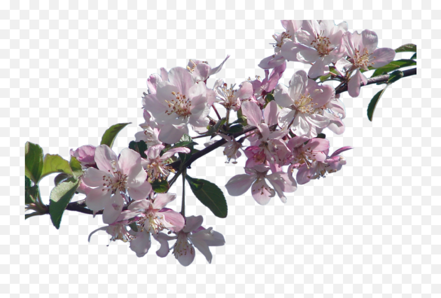 Cherry Blossom Branch Png 4 Image - Real Cherry Blossom Png,Cherry Blossom Branch Png