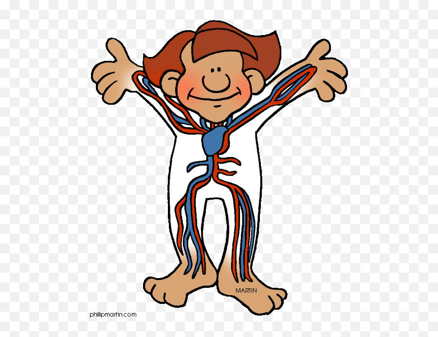 Free Cartoon Body Png Download Clip Art - Cartoon Circulatory System Clipart,Cartoon Body Png