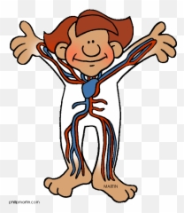 Free Cartoon Body Png Download Clip Art - Circulatory System Clipart