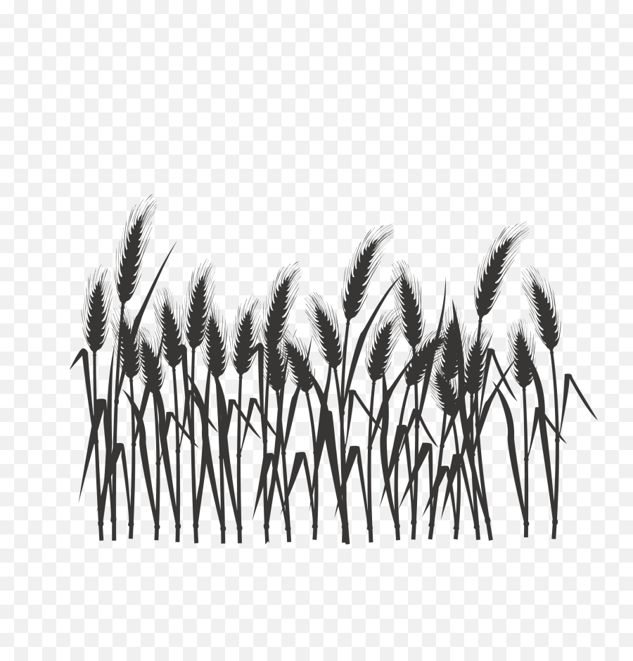 Download Free Png Hd Silhouette Black And White - Black And White Wheat,Field Png