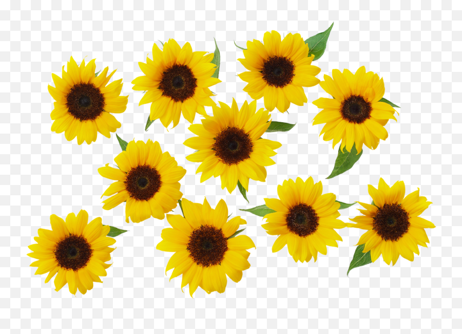 Common Sunflower Yellow - Sunflower Png Download 1000678 Transparent Background Yellow Sunflower Png,Watercolor Sunflower Png