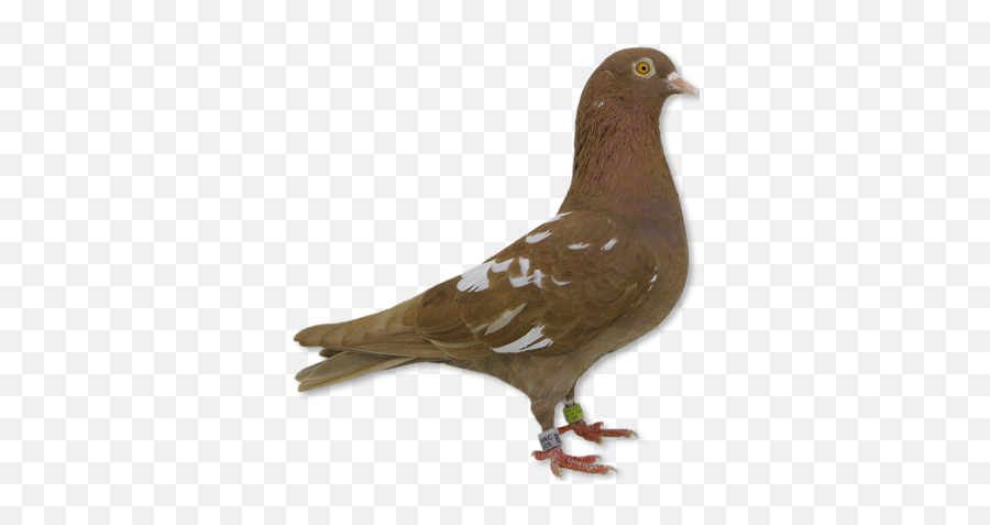 All Brown Roller Pigeons - Brown Pigeon Png,Pigeons Png