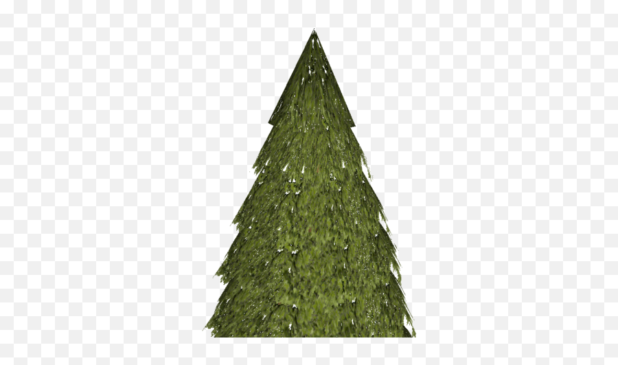 Evergreen - Christmas Tree Png,Evergreen Png