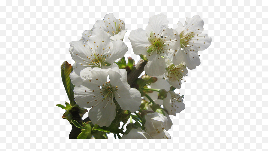 Cherry Blossoms Hell White - Free Photo On Pixabay Flower Png,Cherry Blossom Png