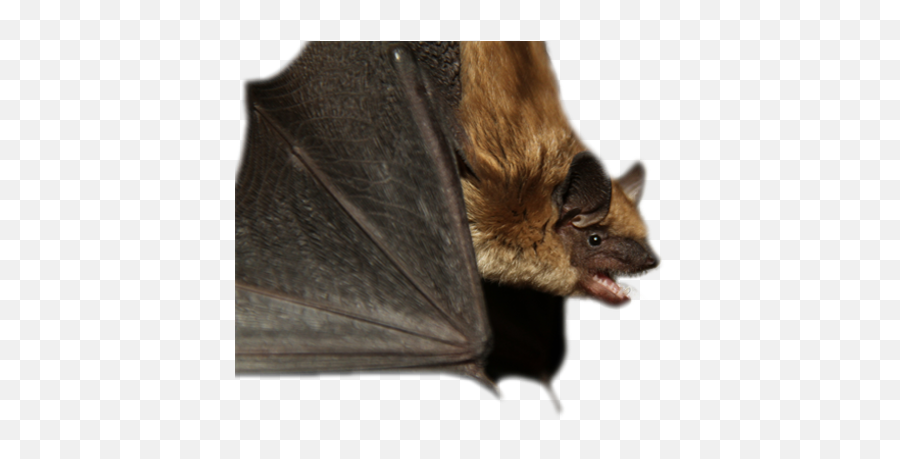 Alberta Community Bat Program - Big Brown Bat Png,Bat Transparent Background
