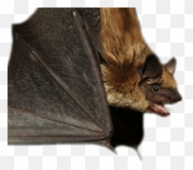 Alberta Community Bat Program - Big Brown png