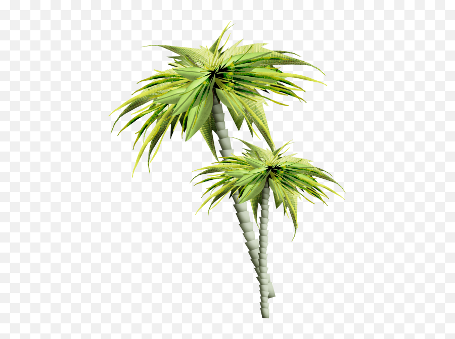 Asian Palmyra Palm Trees Gif Portable Network Graphics - Arbres Et Plantes Png,Trees Plan Png