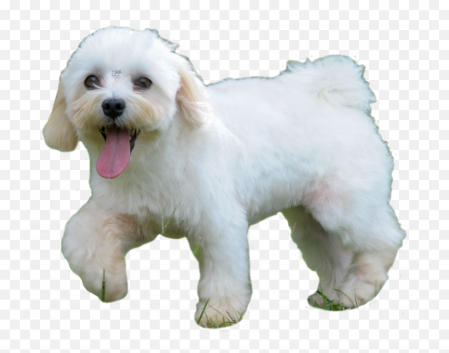 Index Of - Bichon Frisé Png,Cachorro Png