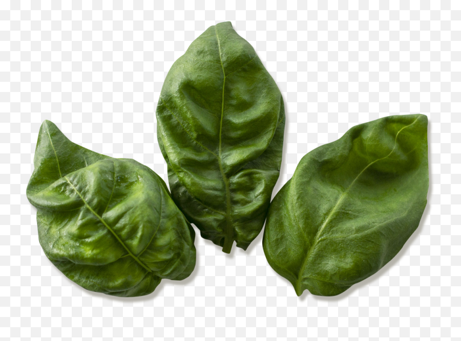 Basil 4oz - Spinach Png,Basil Png
