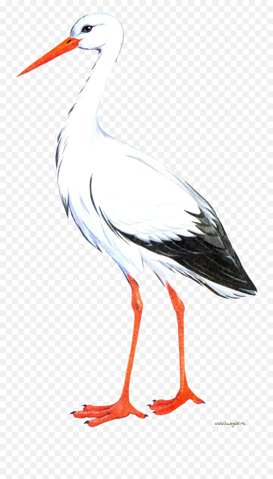 Download Hd Stork Png - White Stork Clipart,Stork Png