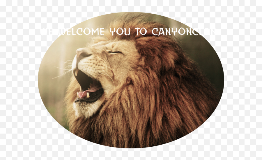 Download Hd Roaring Lion Pc Amp Mobile - Lion Wallpaper For Lion Hd  Wallpapers Download Png,Roaring Lion Png - free transparent png images -  