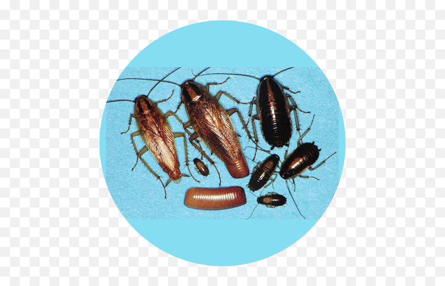 Cockroaches Winnipeg Reliance Pest Management - Pacific Northwest Cockroaches Png,Cockroach Transparent