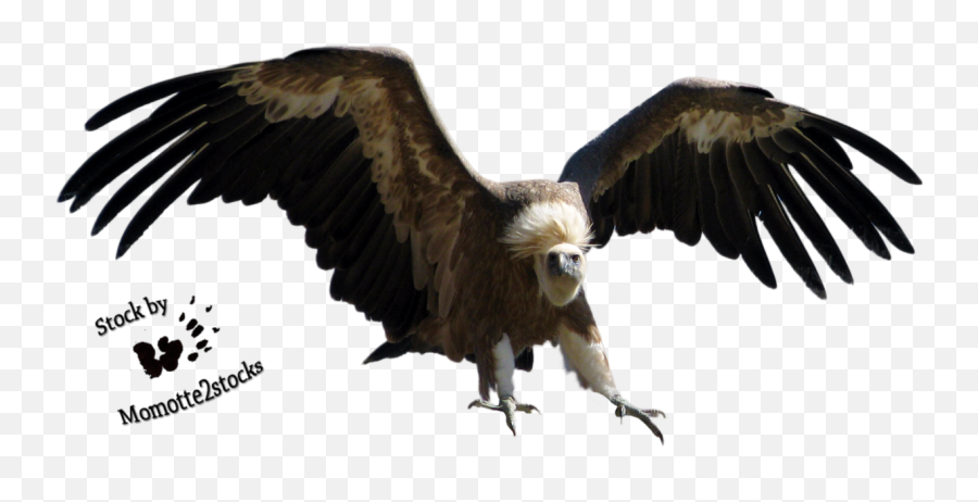 The Vulture Png 2 Image - Vulture Bird Png,Vulture Png