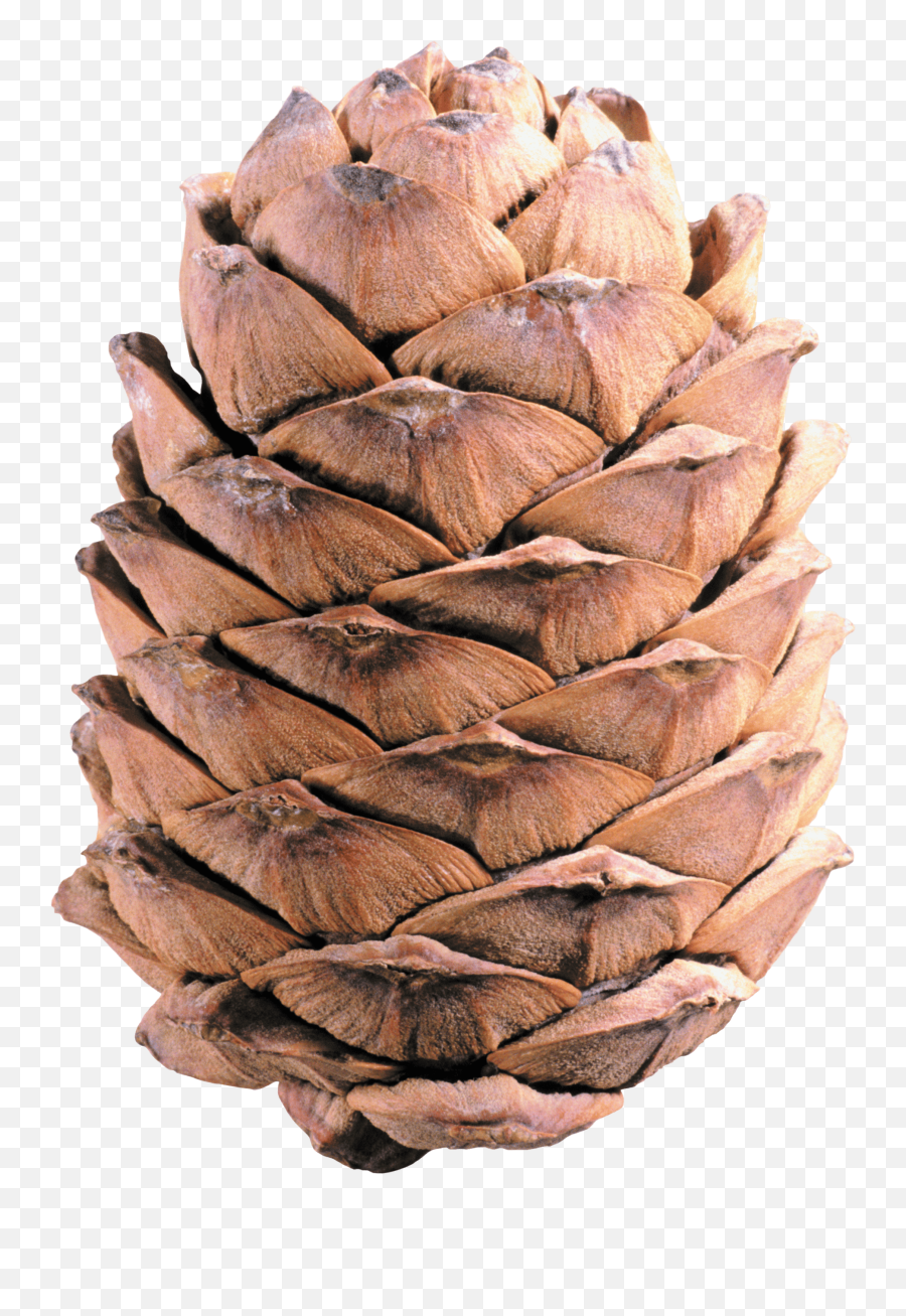 Light Brown Pine Cone Transparent Png