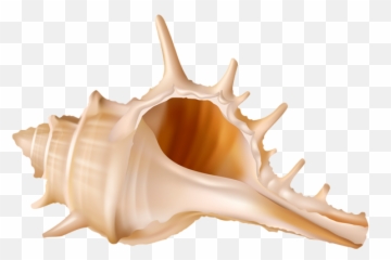 Seashell Png