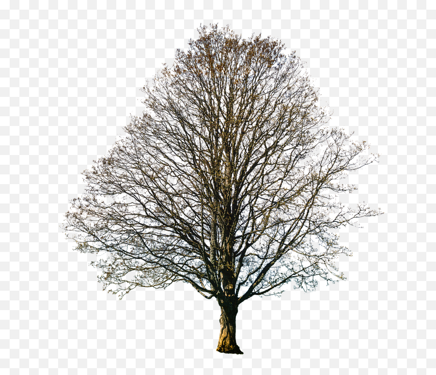 Isolated Tree Autumn Nature Fall - Free Photo On Pixabay Oak Png,Fall Tree Png