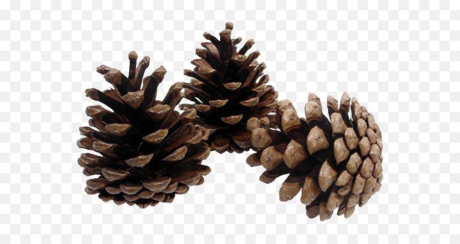 Download Pinecone Png Background Image - Transparent Pine Transparent Pine Cone Png,Pine Png