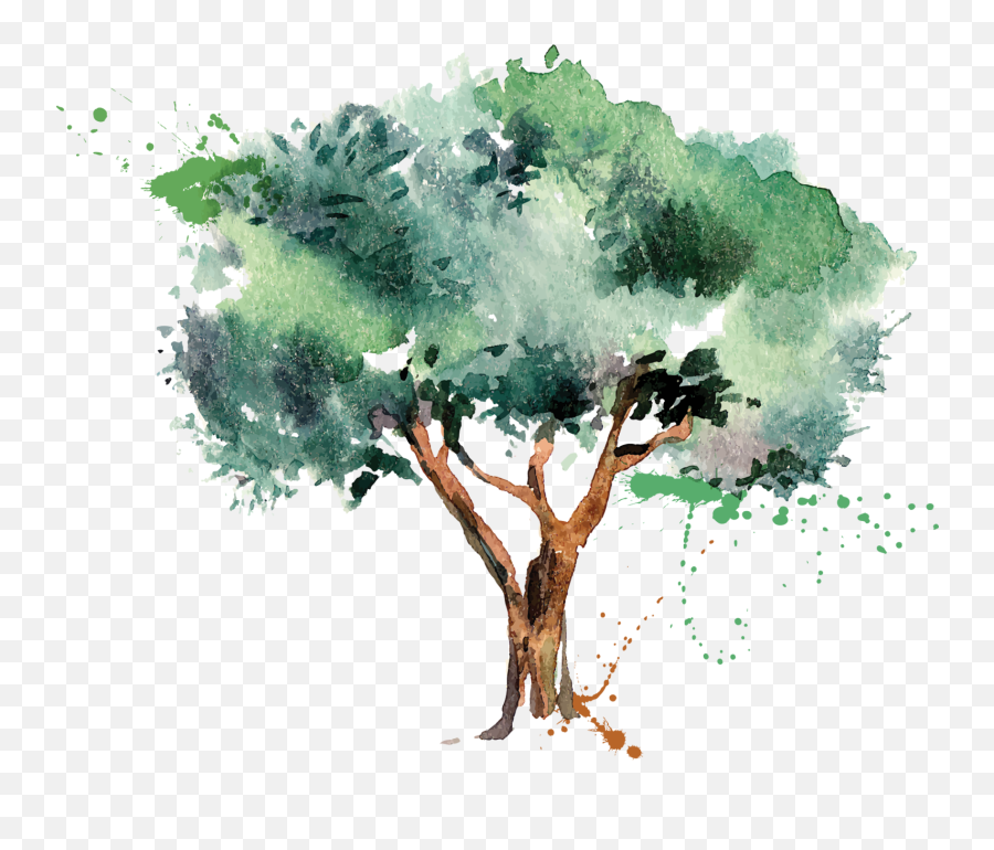 Olive Oil Tree - Olive Png Download 15161235 Free Olive Tree Illustration Vector Free,Oil Transparent Background