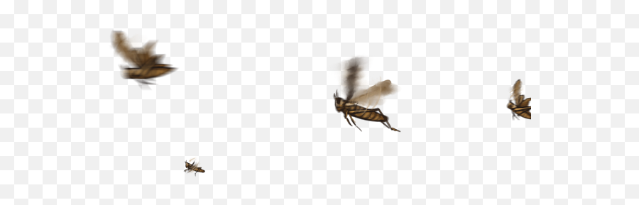 Download Fly Flying Png Clip Art Stock - Locust Swarm Png,Fly Png