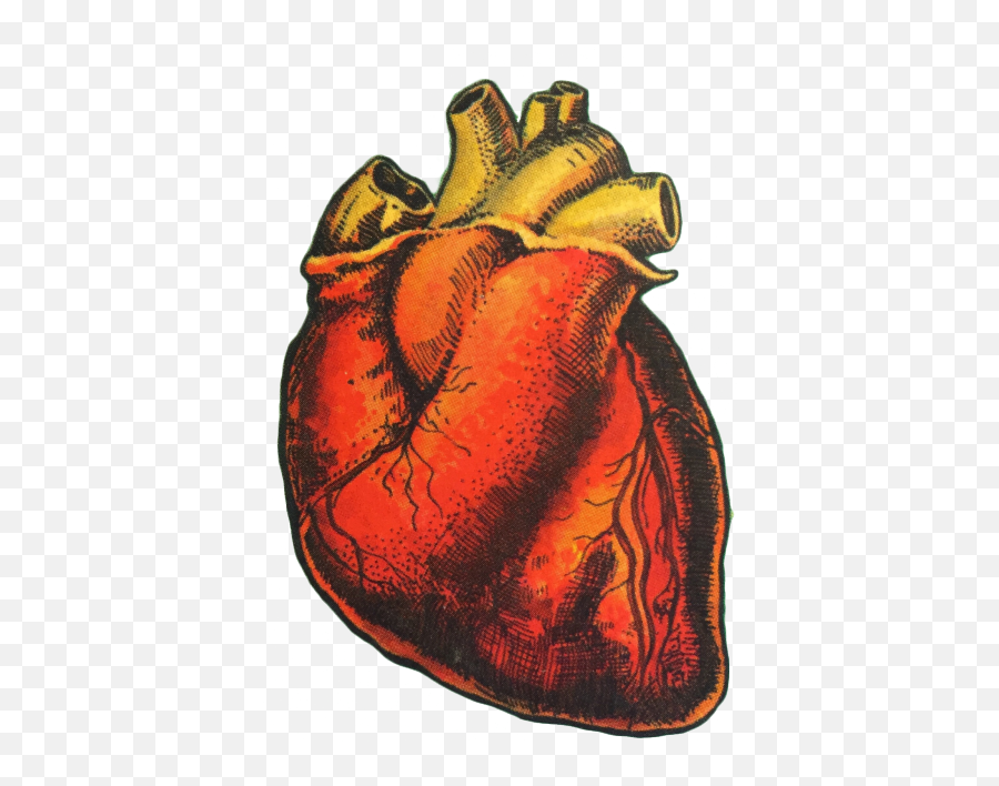 Download Hd Human Heart Drawing - El Corazon Loteria Card Human Heart Aesthetic Png,Human Heart Png