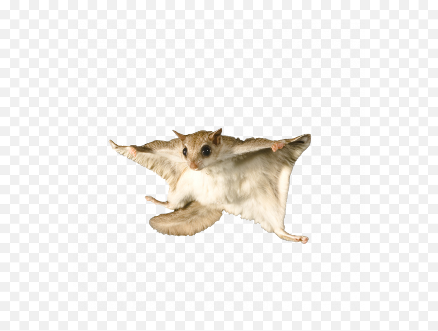 Flying Squirrel Png Transparent Images U2013 Free - Flying Squirrel Png,Squirrel Png