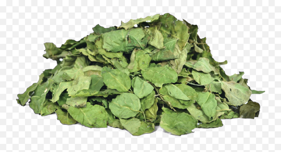 Moringa Leaves Online - Dried Moringa Png,Mint Leaves Png