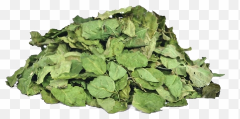 Moringa Leaves Online - Dried Moringa Png,Mint Leaves Png
