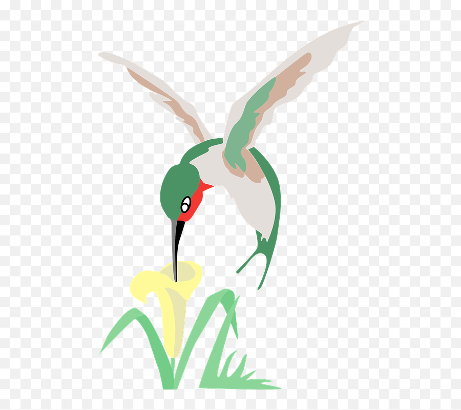 Hummingbird Green Flower - Free Vector Graphic On Pixabay Hummingbird And Flower Cartoon Png,Green Flower Png