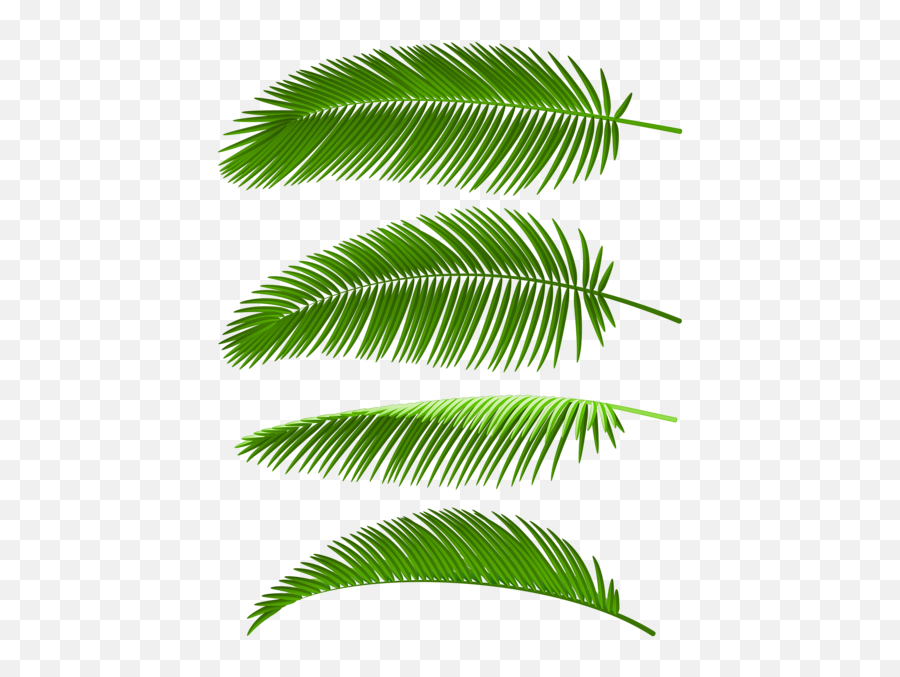 Palm Leaves Set Png Clip Art Image - Coconut Tree Leve Png,Palm Tree Leaves Png