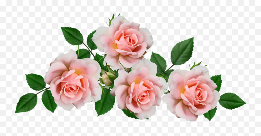 Flowers Pink Roses - Free Photo On Pixabay Gambar Bunga Warna Pink Png,Pink Rose Transparent