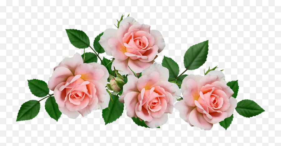 Flowers Pink Roses Free Photo On Pixabay Gambar Bunga Warna Pink Png Pink Rose Transparent Free Transparent Png Images Pngaaa Com