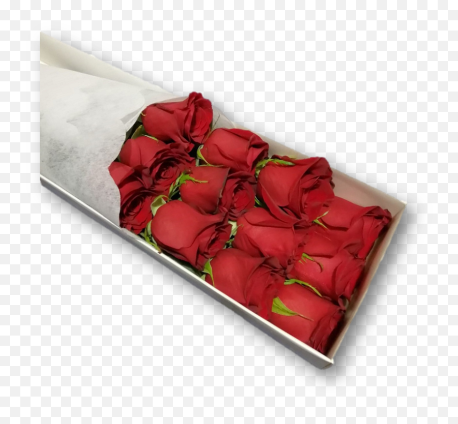 Caja 12 Rosas Rojas - Garden Roses Png,Rosas Rojas Png