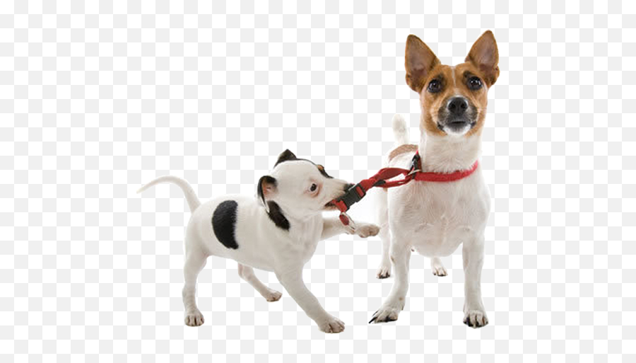 Dog Walking Png - Start A Dog Business,Dog Walking Png