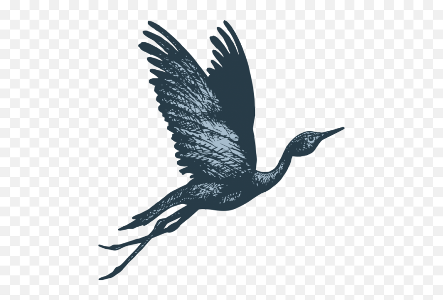 The Story Behind Blue Crane - Blue Crane Bird Flying Png,Crane Bird Png