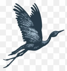 The Story Behind Blue Crane - Blue Crane Bird Flying Png,Crane Bird Png
