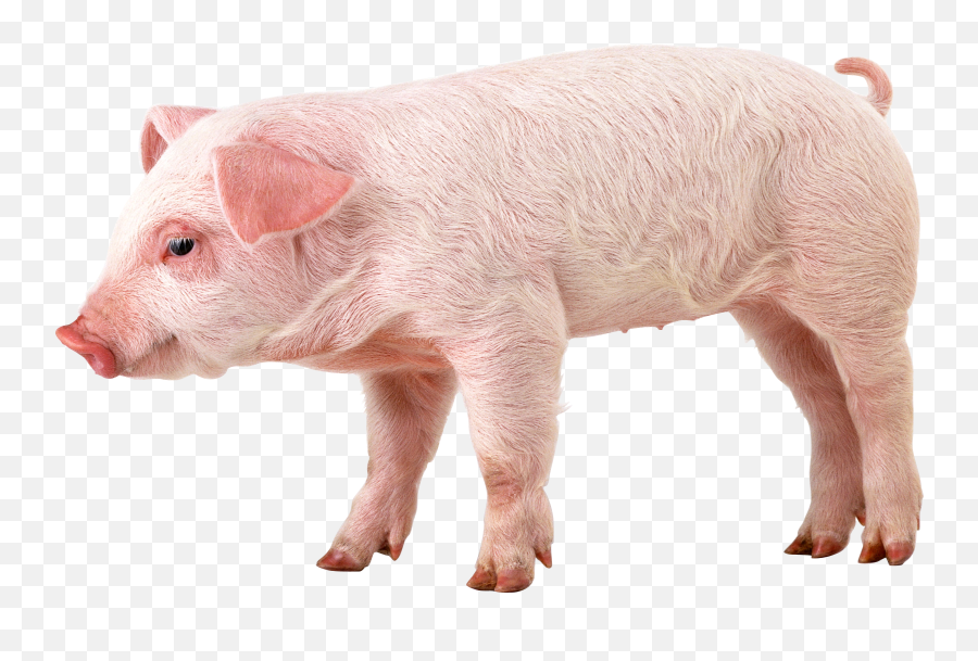 Pig Png Images Free Picture Download Pigs Piglet