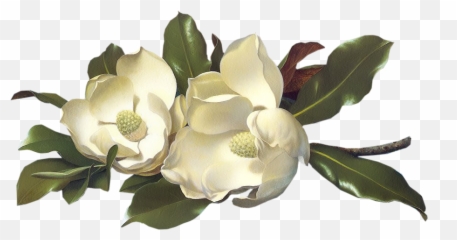 Large Image - Magnolias On Light Blue Velvet Cloth Png,Tubes Png
