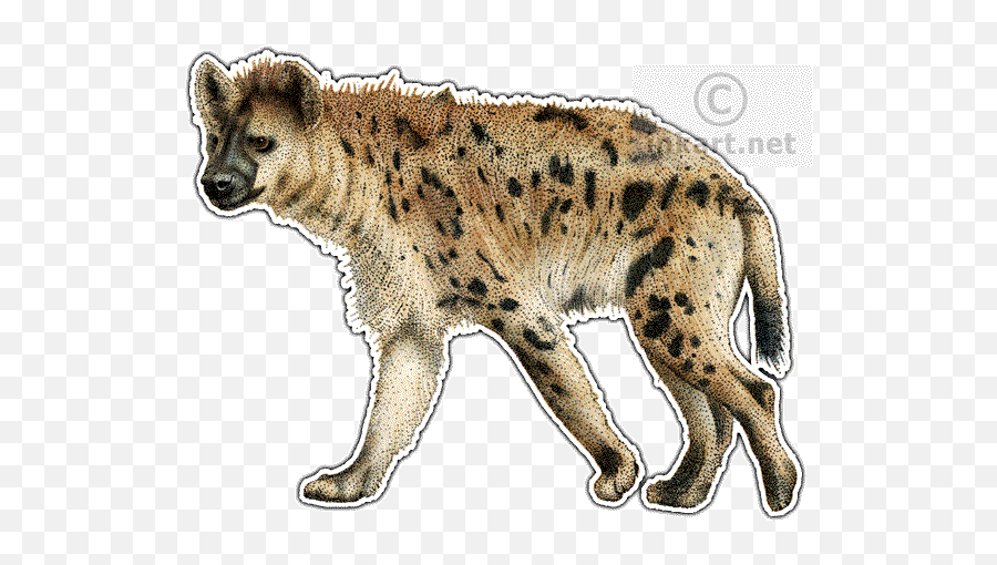 Spotted Hyena Decal - Hyena Drawing Color Png,Hyena Png