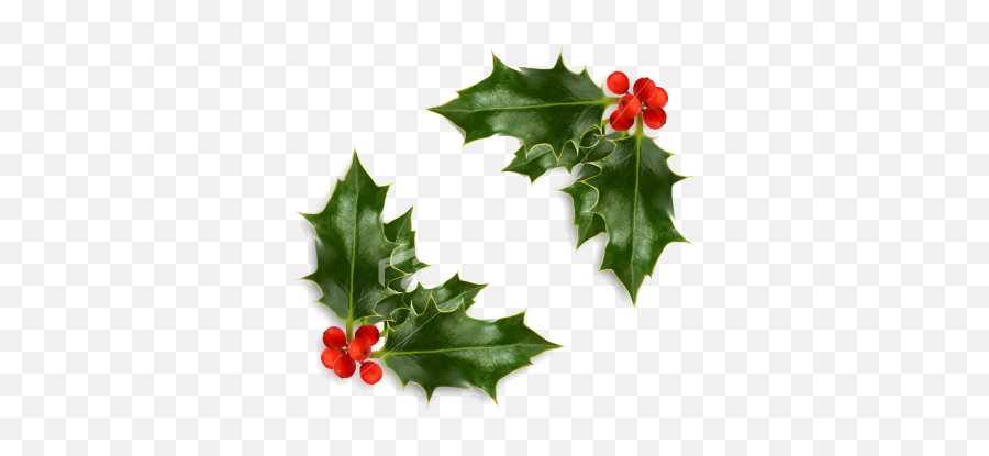 Free Christmas Holly Png Download - Transparent Background Holly,Christmas Holly Png