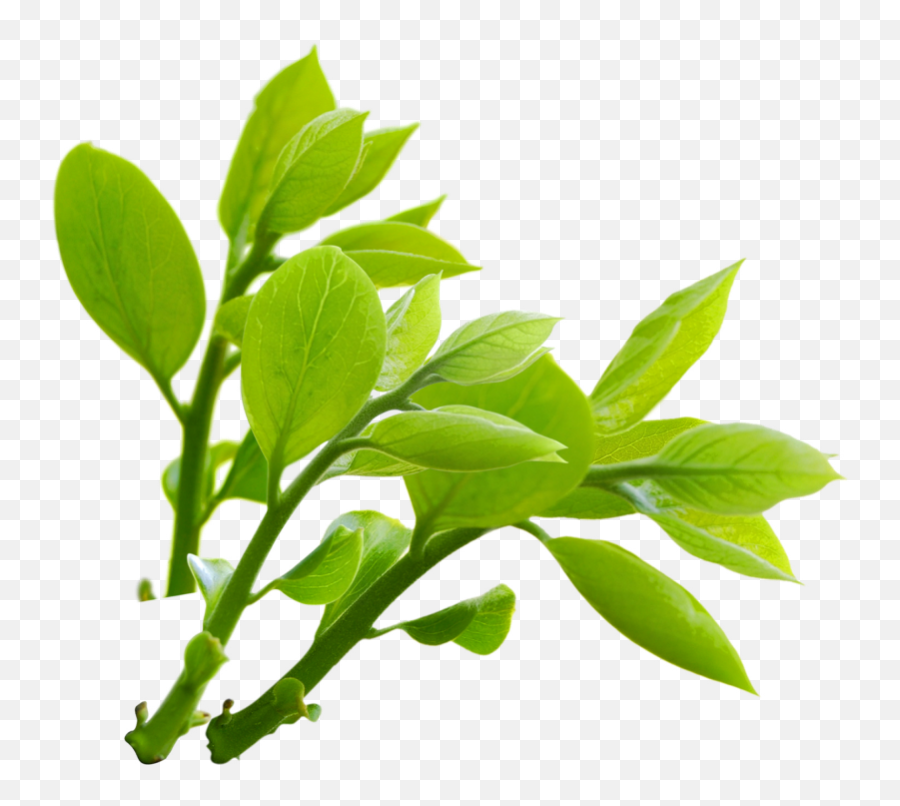 Nature Png 3 Image - Nature Png,Nature Png