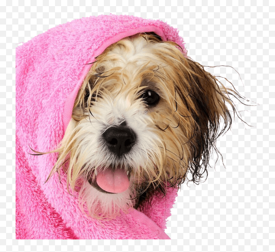 Download Dog In Towel - Full Size Png Image Pngkit Dog Grooming,Towel Png
