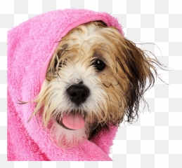 Download Dog In Towel - Full Size Png Image Pngkit Dog Grooming,Towel Png