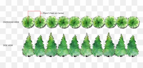 Trees Plan - Far Apart Plant Green Giant Arborvitae Png Spacing Thuja Green Giant,Tree Plan View Png