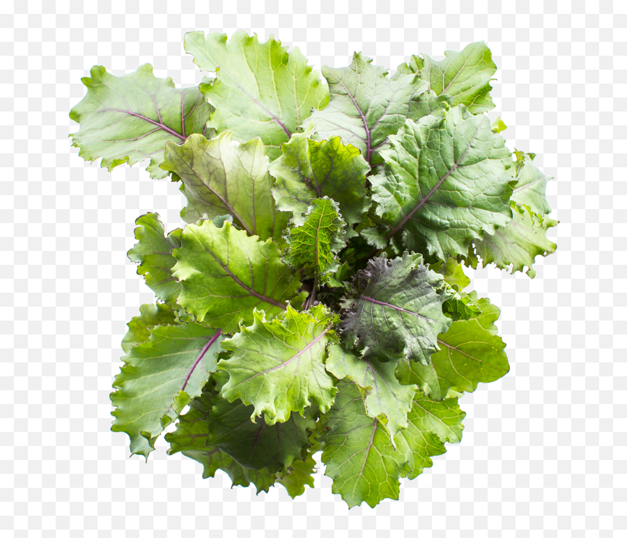 Infarm Scarlet Kale - Spring Greens Png,Kale Png