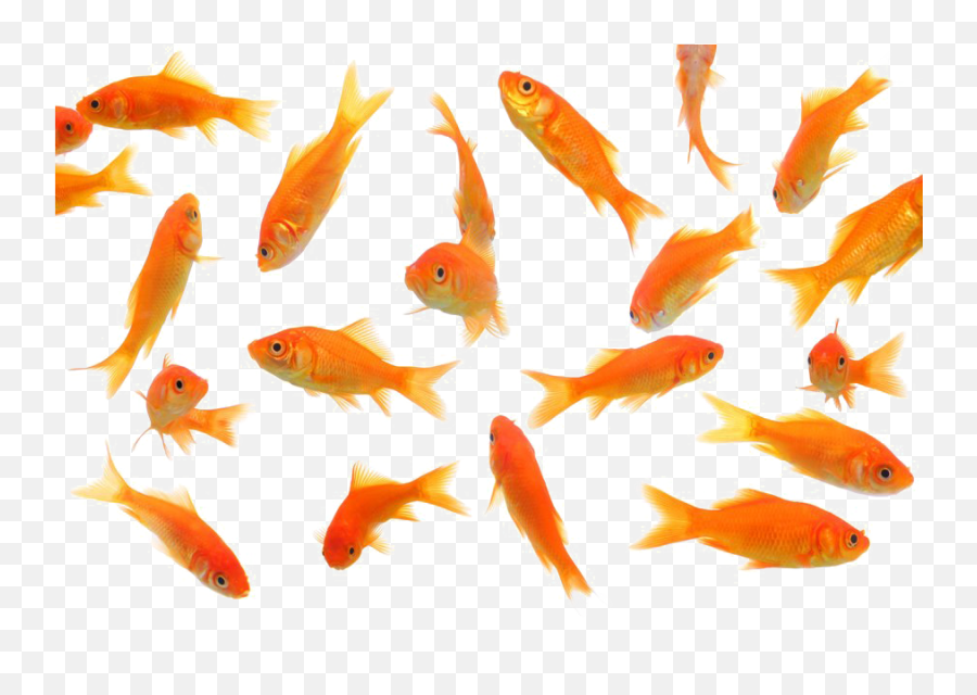Goldfish Png Picture Mart - Gold Fishes Png,Fish Png Transparent