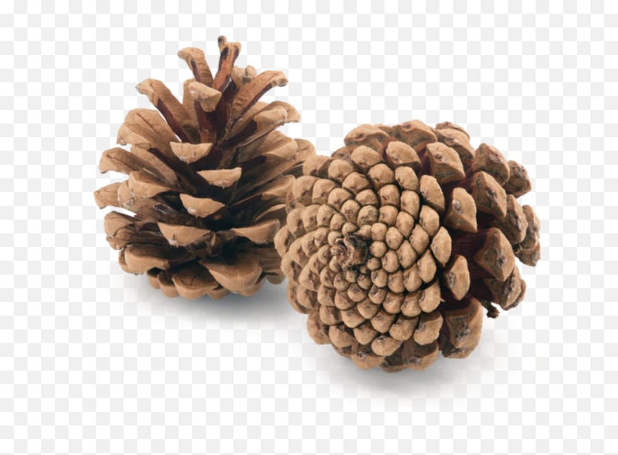 Pine Cone Png Image Background - Pine Cones Png,Pine Cone Png
