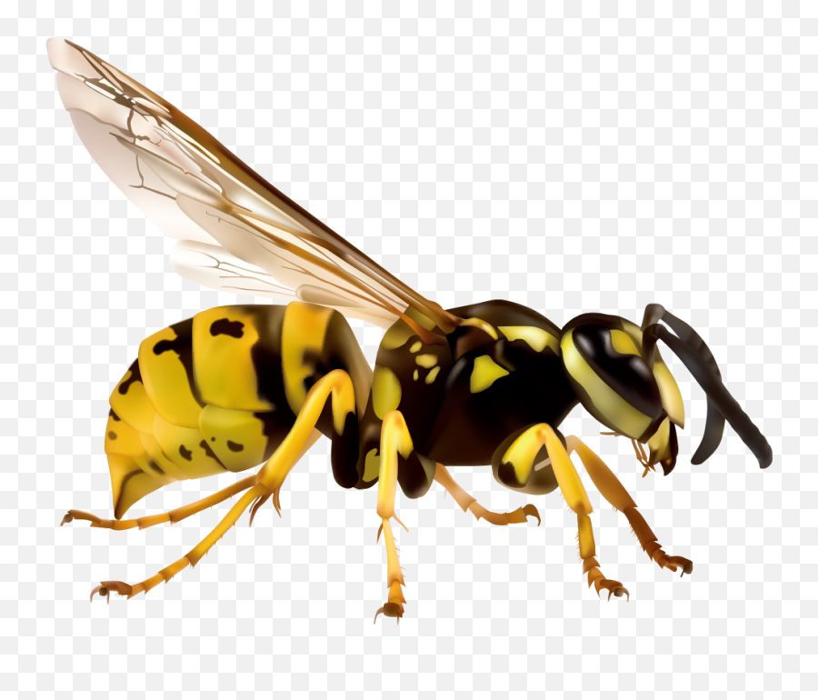Hornet Wasp Free Png Image - Asian Giant Hornet Png,Hornet Png