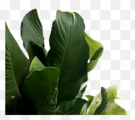Green Aesthetic Tumblr Png - Plants