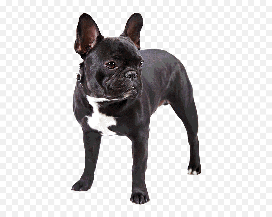 Download Photo Of French Bulldog - Black French Bulldog Png Do French Bulldogs Need C Sections,Bulldog Png