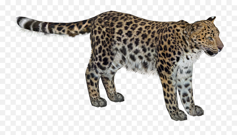 Amur Leopard Lgcfm U0026 Zebrasorus Zt2 Download Library - Amur Leopard Png,Leopard Png